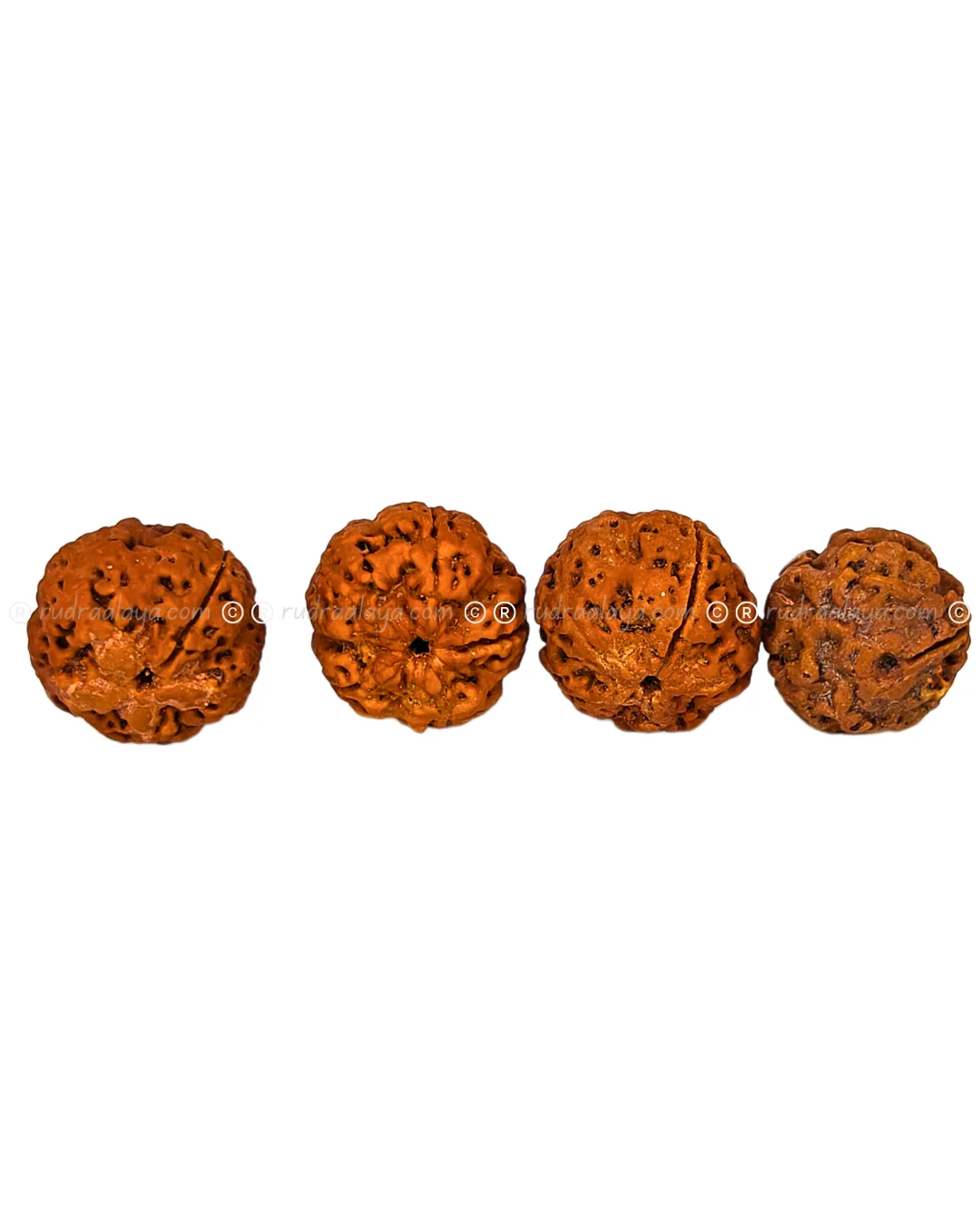 One (1/ Ek) Mukhi Nepali Rudraksha (Annamukhi Underdeveloped) (round shaped) - Image 5