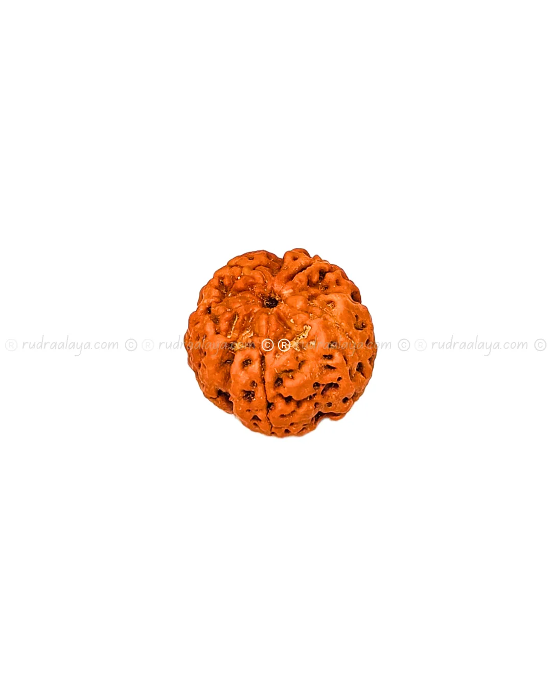 One (1/ Ek) Mukhi Nepali Rudraksha (Annamukhi Underdeveloped) (round shaped) - Image 4