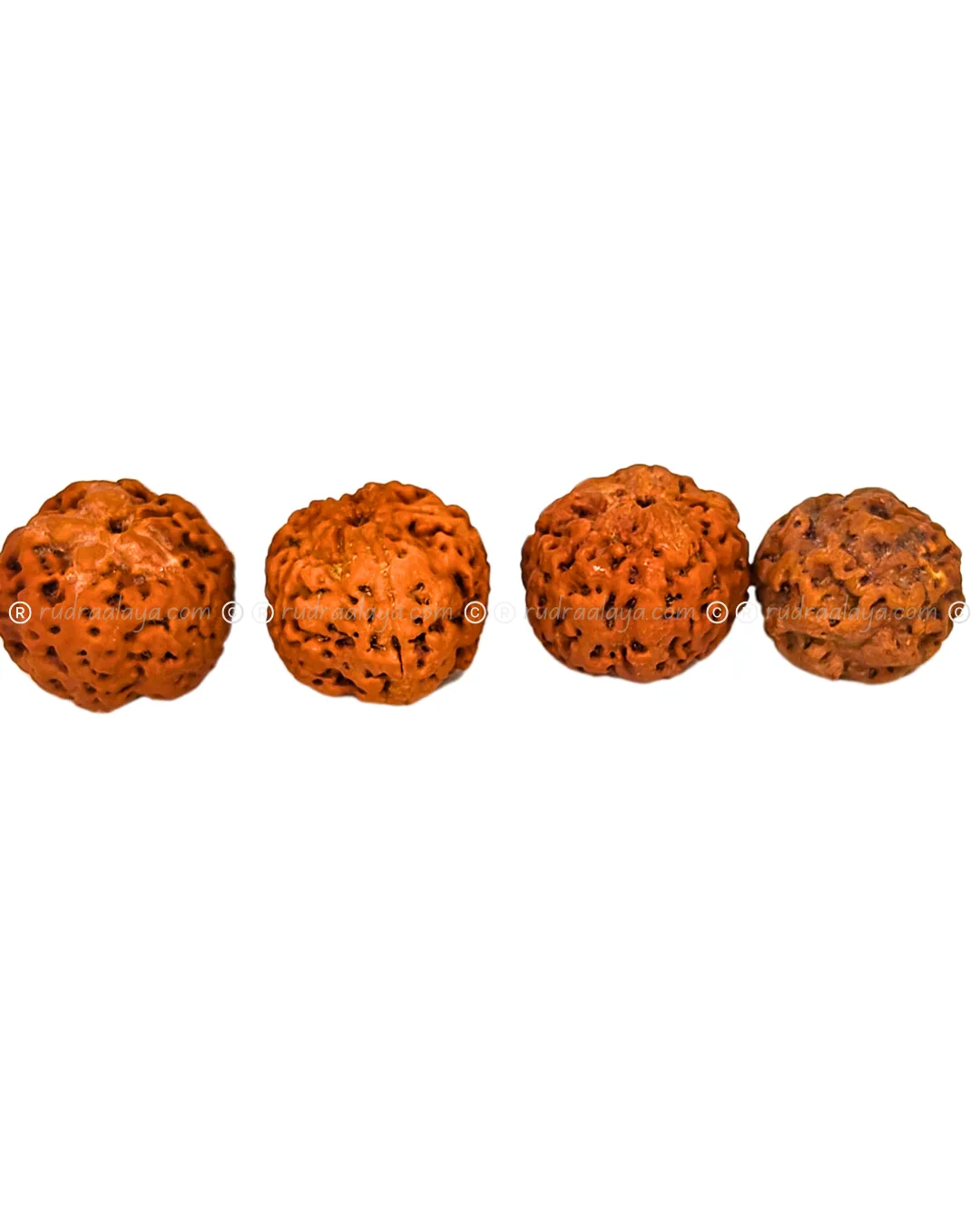 One (1/ Ek) Mukhi Nepali Rudraksha (Annamukhi Underdeveloped) (round shaped) - Image 3