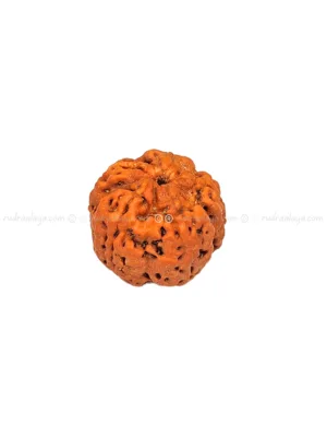 One (1/ Ek) Mukhi Nepali Rudraksha (Annamukhi Underdeveloped) (round shaped)