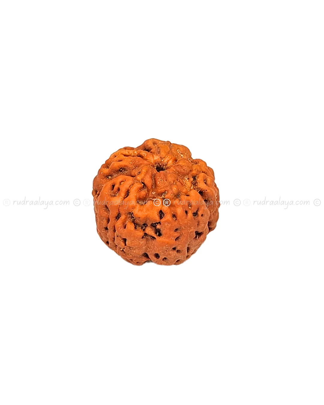 One (1/ Ek) Mukhi Nepali Rudraksha (Annamukhi Underdeveloped) (round shaped)