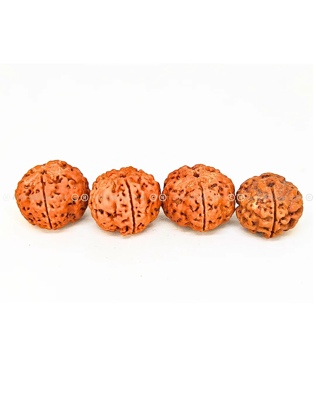 One (1/ Ek) Mukhi Nepali Rudraksha (Annamukhi Underdeveloped) (round shaped) - Image 2