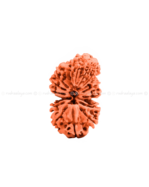 Trijuti Nepali Rudraksha