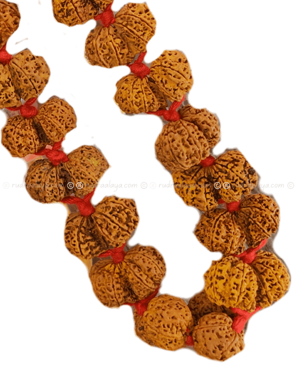 Gauri Shankar Nepali Rudraksha - Image 3