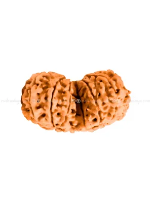Gauri Shankar Nepali Rudraksha