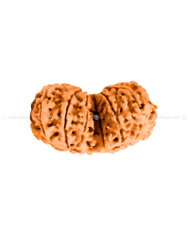 Gauri Shankar Nepali Rudraksha