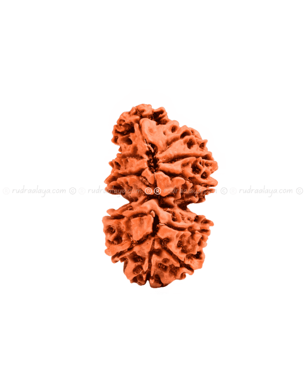 Trijuti Nepali Rudraksha - Image 2