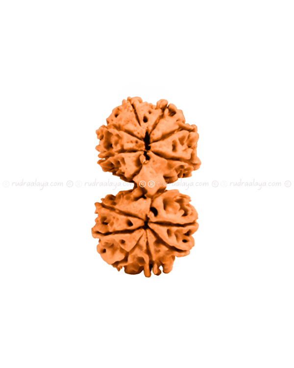 Gauri Shankar Nepali Rudraksha - Image 2