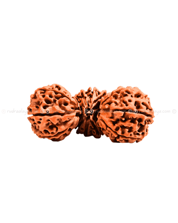 Trijuti Nepali Rudraksha - Image 3