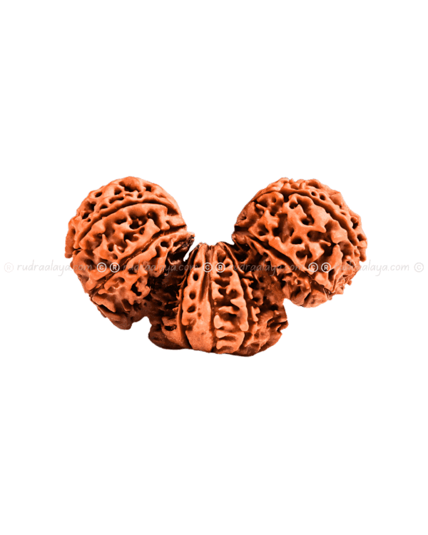 Trijuti Nepali Rudraksha - Image 4