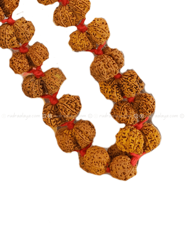 Gauri Shankar Nepali Rudraksha - Image 5