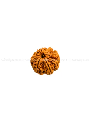 Eight (Aath/8) Mukhi Nepali Rudraksha - Medium