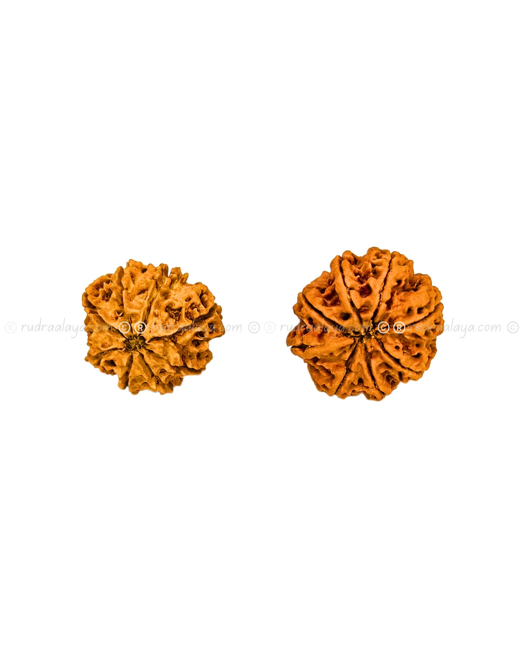 Eight (Aath/8) Mukhi Nepali Rudraksha - Big - Image 2