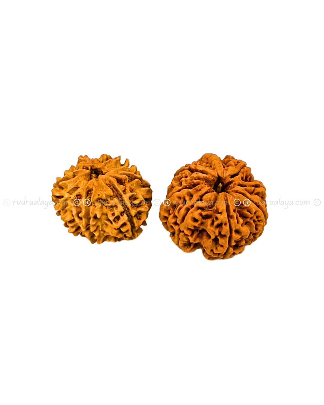 Eight (Aath/8) Mukhi Nepali Rudraksha - Big - Image 3