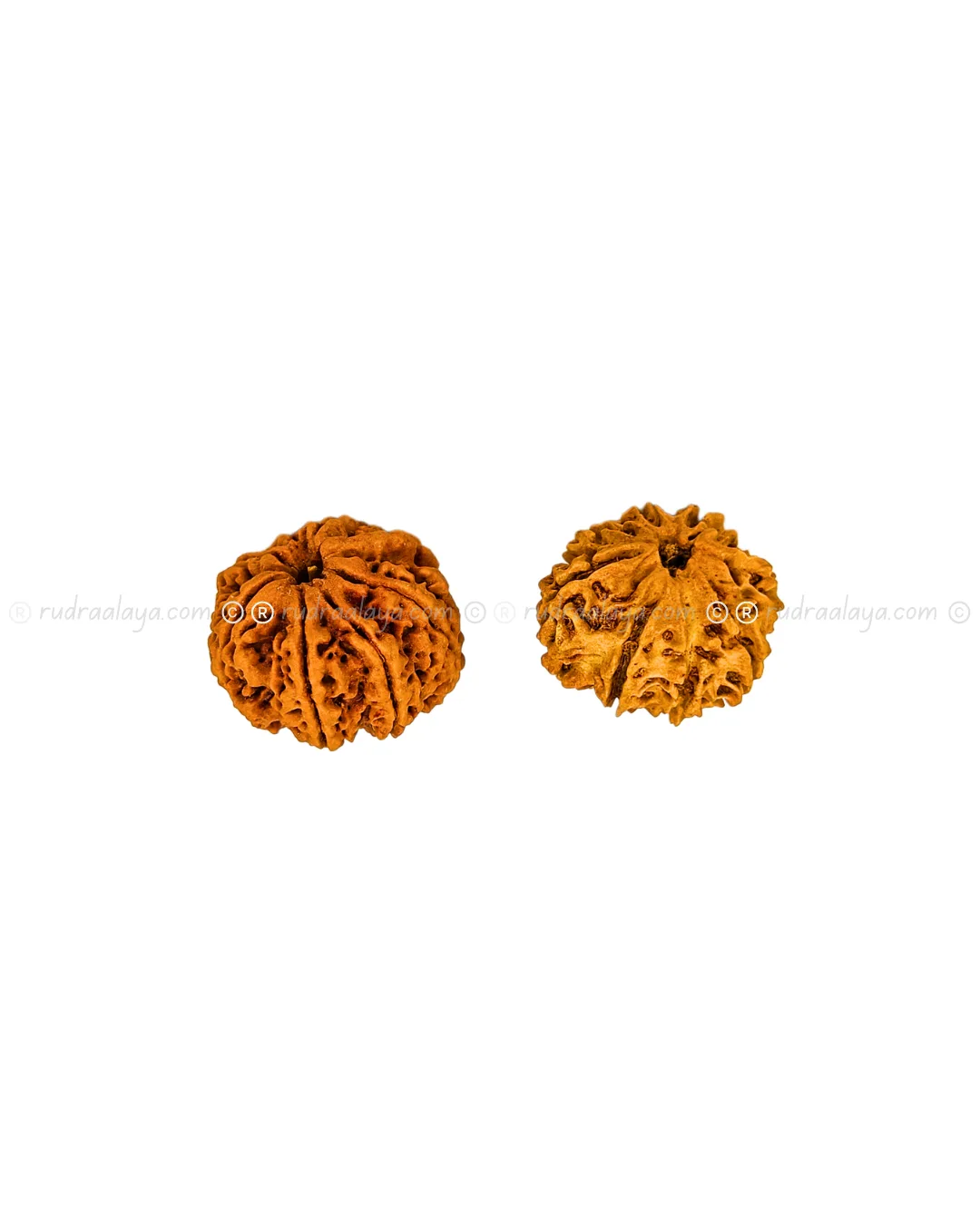 Eight (Aath/8) Mukhi Nepali Rudraksha - Big - Image 4