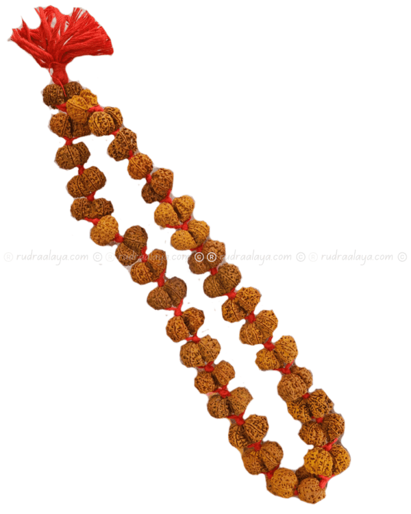 Gauri Shankar Nepali Rudraksha - Image 4